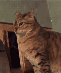 猫真是一种让人看不懂的生物,分享一组弱智猫图合集,笑cry