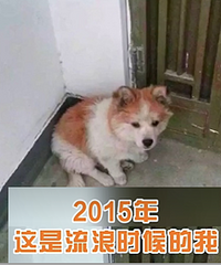 活得不如狗的最高境界?这条中国流浪狗已经旅行了几十个国家了