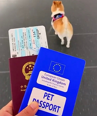 活得不如狗的最高境界?这条中国流浪狗已经旅行了几十个国家了