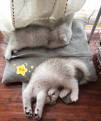 小时候萌萌哒的猫崽长大后变成了精神小伙,想看它们长肥和发腮