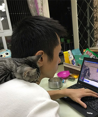 我家猫主子性格温柔,剪指甲、洗澡都很配合,还会陪我老公加班