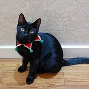 捡到的猫咪越长越帅
