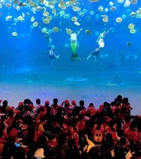 带上我的“小丑鱼”探索海底世界,拍照停不下来,人鱼表演很震撼