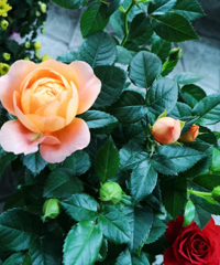 这的花市品种多又便宜,十来块就能装扮整个家,停车还免费