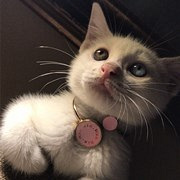 流浪猫的盛世美颜
