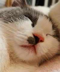 �Ҽҵ�����è����4�����ˣ���ϲ������˯�������ӣ���Ϊ�ܿɰ�