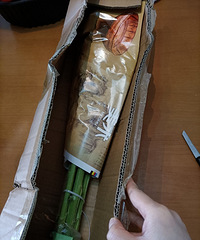 9.9/10朵的向日葵,醒花之后大变样