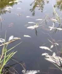 贵州4男子为吃鱼向河里投毒判刑