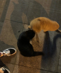 冬天要来了,请给这三只小猫一个家吧,它们很乖很自觉的