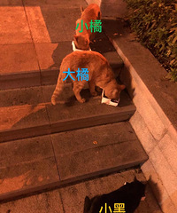 冬天要来了,请给这三只小猫一个家吧,它们很乖很自觉的