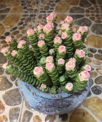 一入多肉坑深似海,粉色钱串开花后尤其惊艳,不知道能活多久