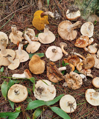 ǾܼĢзٳԶɽĿŹǣʵð