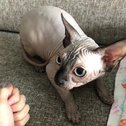 无毛猫越看越喜欢