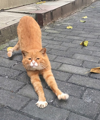 特别乖的流浪橘猫找领养,喂过它一次,它就记住我了
