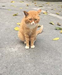 特别乖的流浪橘猫找领养,喂过它一次,它就记住我了