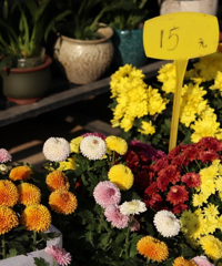这个花鸟市场品种未免也太多了吧,关键是价格便宜想统统带回家