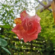 ������ҫ����������