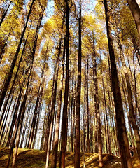 ɽƺ˳Ĳ֣«έֵһȥ