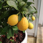 秋天真是个丰收的季节