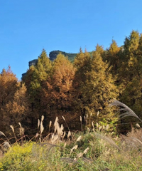 打卡韩剧同款杉树林和芦苇林,这个地方也太好拍了,农家菜还便宜