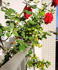 յļڣ¼úúãӡҲҪ