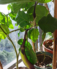 յļڣ¼úúãӡҲҪ