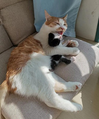 不抛弃不放弃,哪怕路边捡的流浪猫好好伺候着,也能拥有高颜值