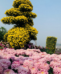 ܵѾջչȷʵСϹչͼ