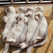 感情好,一起排排睡