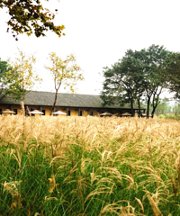 现在去广阳岛太巴适了