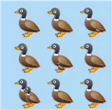 图中有几只鸭子?