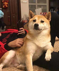 我家柴犬胖得出门就要被路人问吃的啥,现在减肥成功重回颜值巅峰