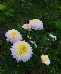 ʱڻмıӵľջû뵽Ȼô