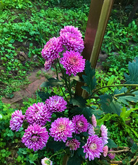 ʱڻмıӵľջû뵽Ȼô