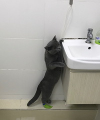 6个月大的蓝猫不小心受了点伤,上一秒无比欢腾,下一秒变淑男