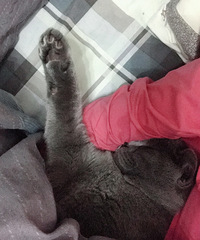 6个月大的蓝猫不小心受了点伤,上一秒无比欢腾,下一秒变淑男