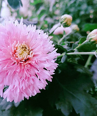 这个季节的北京夏菊、蓝雪、泰迪菊开满整个阳台,颜值不输春天