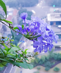 这个季节的北京夏菊、蓝雪、泰迪菊开满整个阳台,颜值不输春天