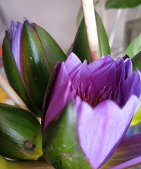 ˫ʮһ˯Ʒʺܺãû뵽ֻ˼л