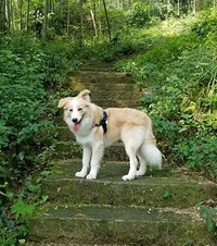 �Ҽұ�����ӵ��Ѫͳ֤��������ӣ�����һ����ɽ�������һ����ÿ�