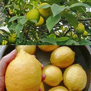 露台的柠檬丰收啦