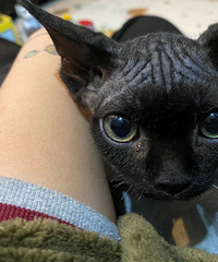 请大神帮忙看下这只猫到底是啥品种?既不是无毛猫也不是德文