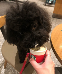 重庆也有星巴克萌宠友好店,直接给店员说要一杯宠物奶油就行