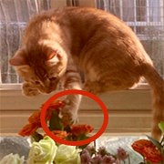 请问该如何收拾它