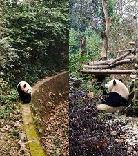 耍熊猫基地,700块住上皇冠假日行政套房,送了海鲜自助
