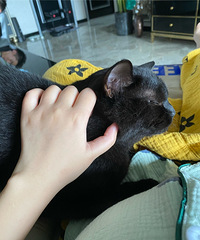 怀孕时都坚持养着的,可生娃后确实没时间照顾,乖巧猫咪求领养