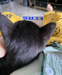 ����ʱ��������ŵģ������޺�ȷʵûʱ���չˣ�����è��������