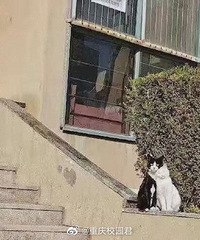 �����������칤�̴�ѧ��è���ж����ˣ�������è����������