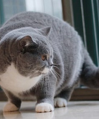 这只10斤重的肥猫有人喜欢吗?好想拿它去换点猫粮和罐头...