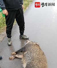 һͷ200ҰͻȻ·롰ײˡ